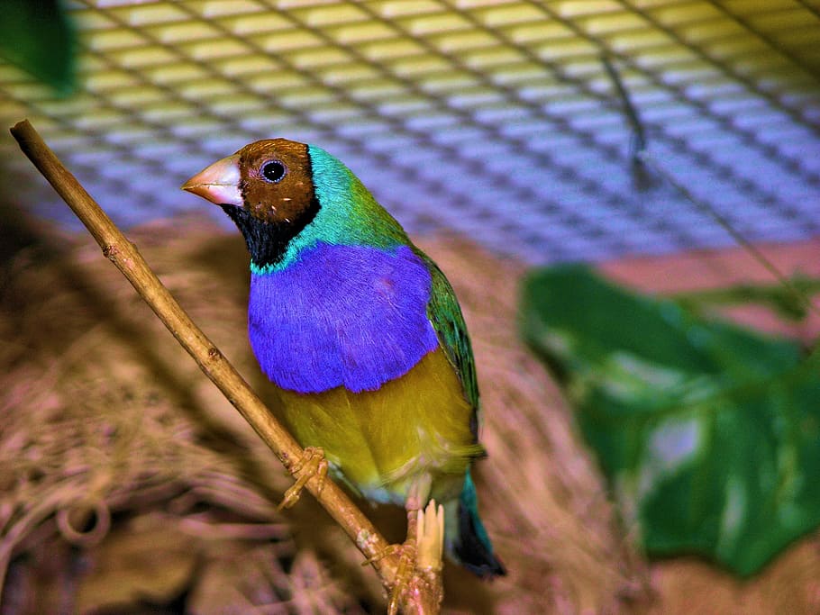 finch, colorful, bird, blue, animal themes, vertebrate, animal wildlife HD wallpaper