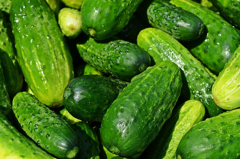 bunch of green cucumbers, vegetables, eating, kitchen, ensiling cucumbers HD wallpaper