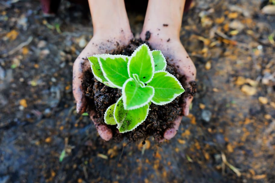 person holding green leafed plant, seedling, soil, ecology, plant in hand