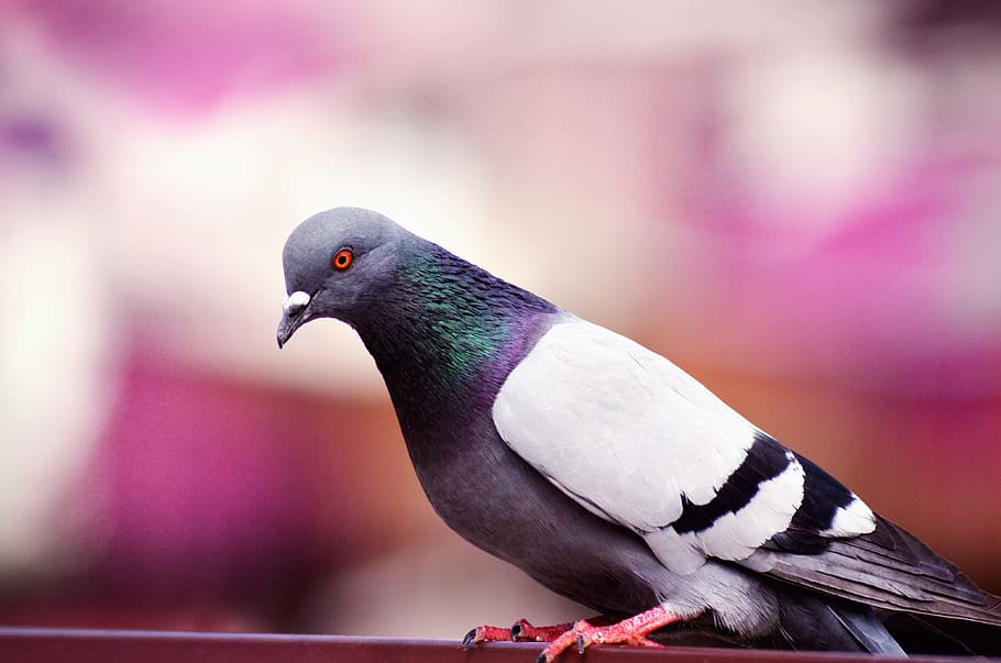 pigeon, blur, nature, bird, dove, animal, blurred, park, natural, HD wallpaper