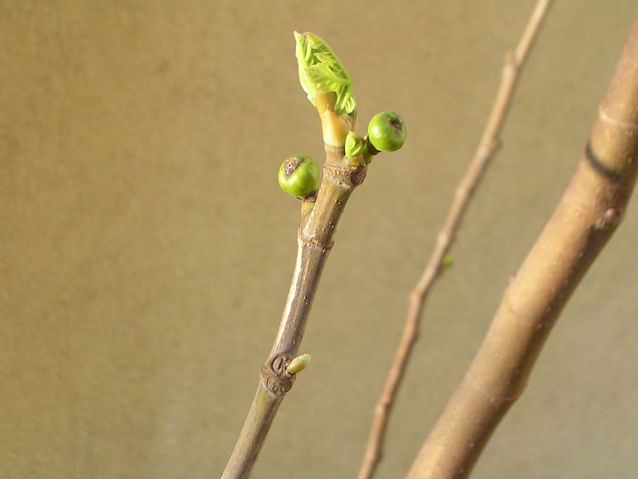 Spring, Fig Tree, Fruit, growth, plant, no people, nature, day HD wallpaper
