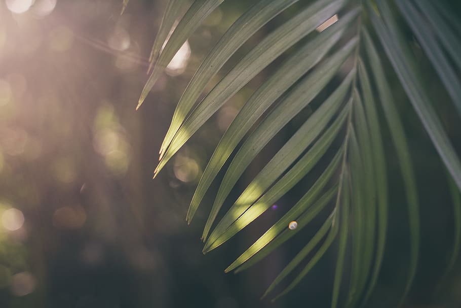shallow focus photography of palm tree leaf, green leafed plant HD wallpaper