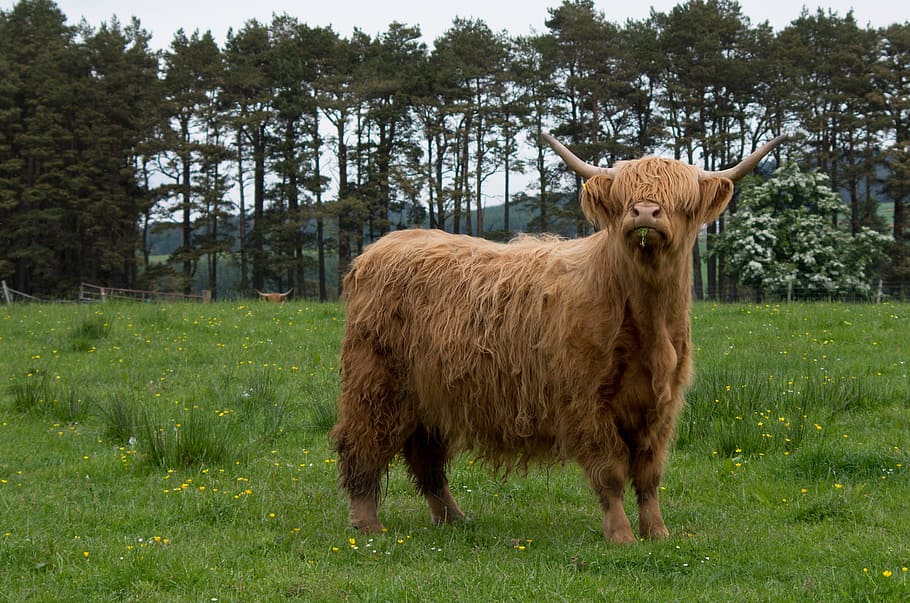 Highland, Beef, Highlander, Model, Fur, highland beef, meadow HD wallpaper