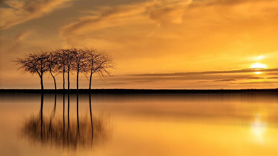 bare tree near body of water during sunset, dawn, dusk, sky HD wallpaper