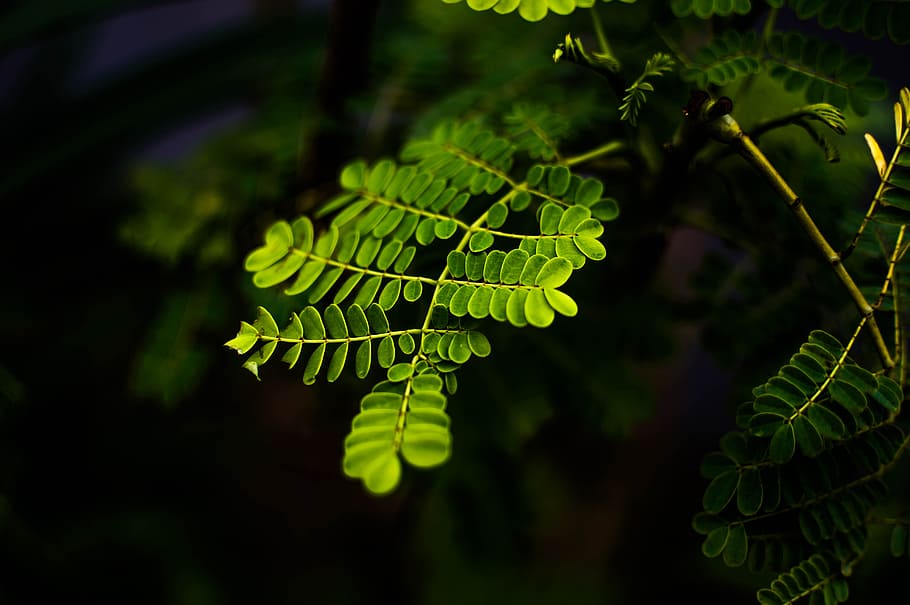 nature, branches, blur, leaves, close-up, environment, focus HD wallpaper