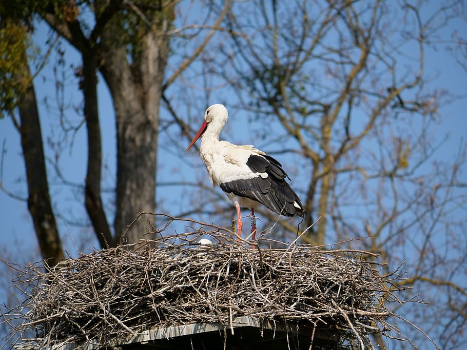 stork, nest, young, bird, nature, animal world, wing, rattle stork HD wallpaper