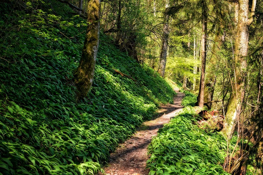 away, path, forest, hiking, nature, trail, forest path, green HD wallpaper