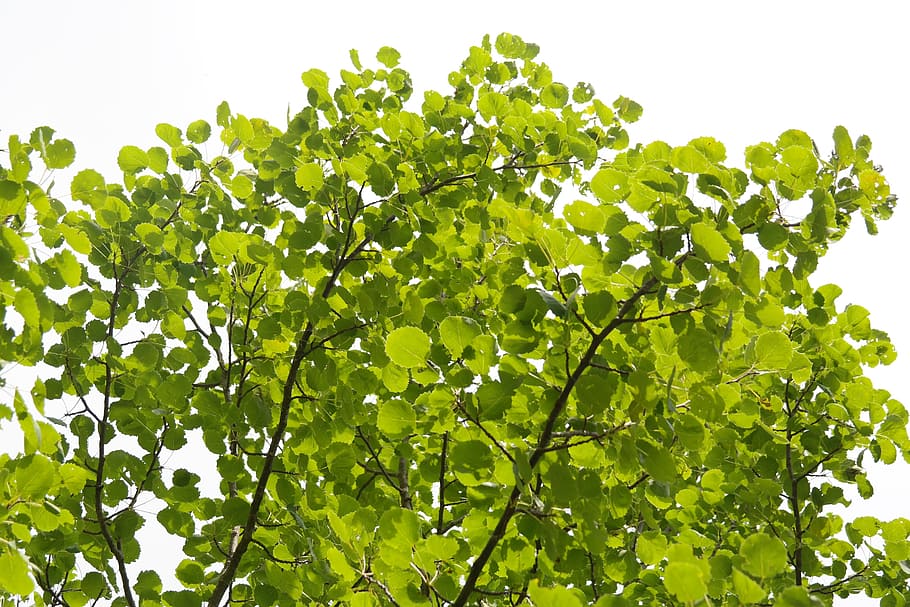 Leaves, Foliage, Tree, Aspen, green, agrimony, populus tremula HD wallpaper