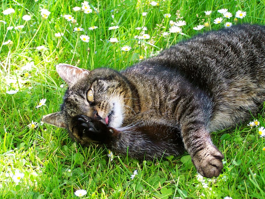 Cat, Tabby, Kitten, Wash, tabby kitten, grass, one animal, domestic cat HD wallpaper