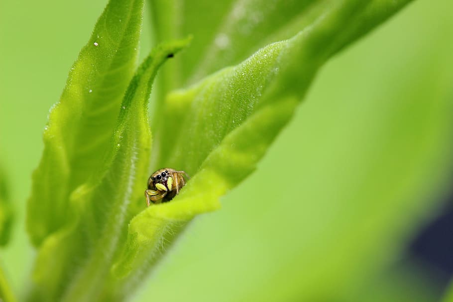 Spider, Insect, Macro, Nature, Arachnid, green Color, close-up HD wallpaper