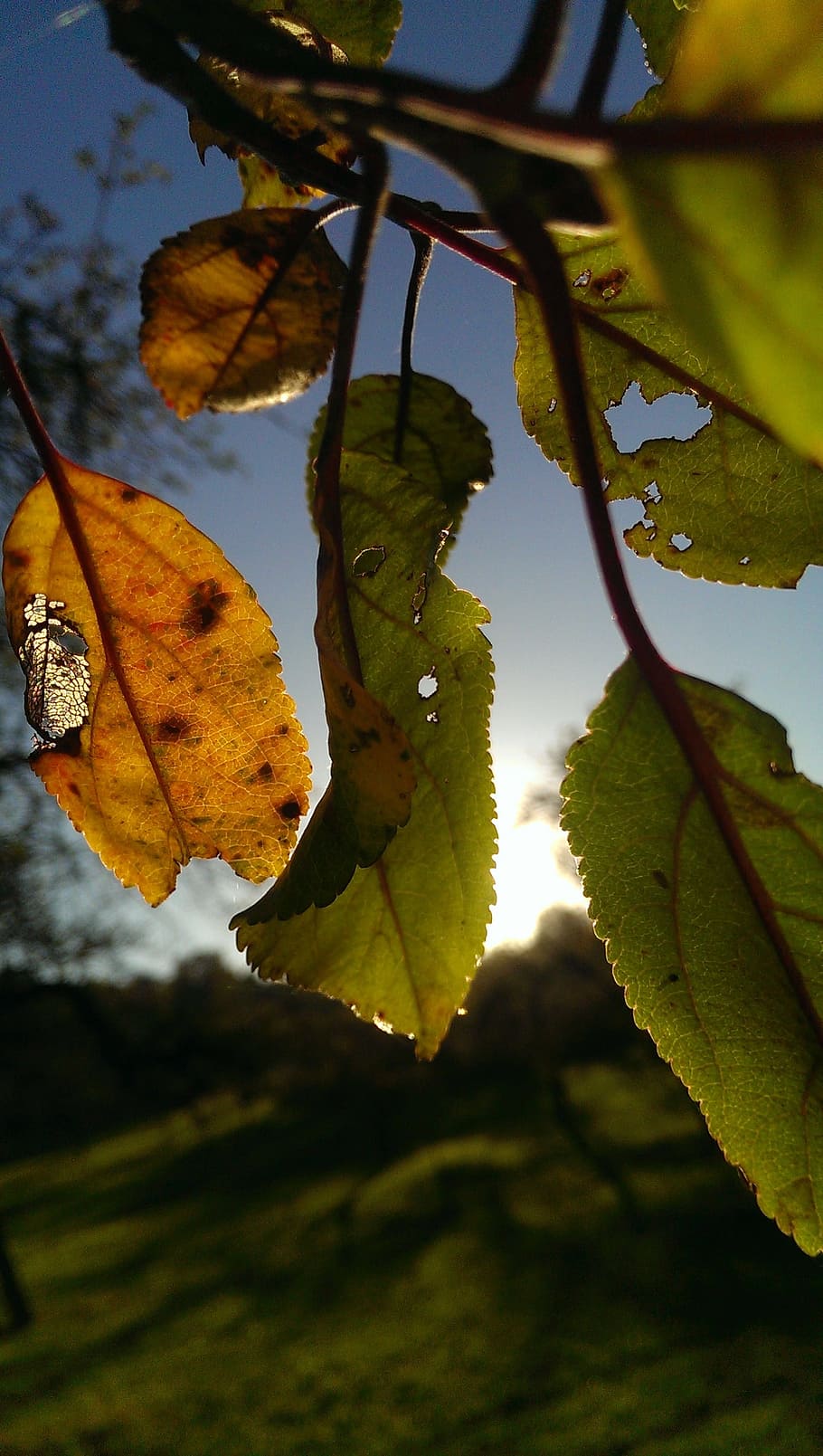 autumn, back light, leaf, sun, tree, nature, in the, background HD wallpaper