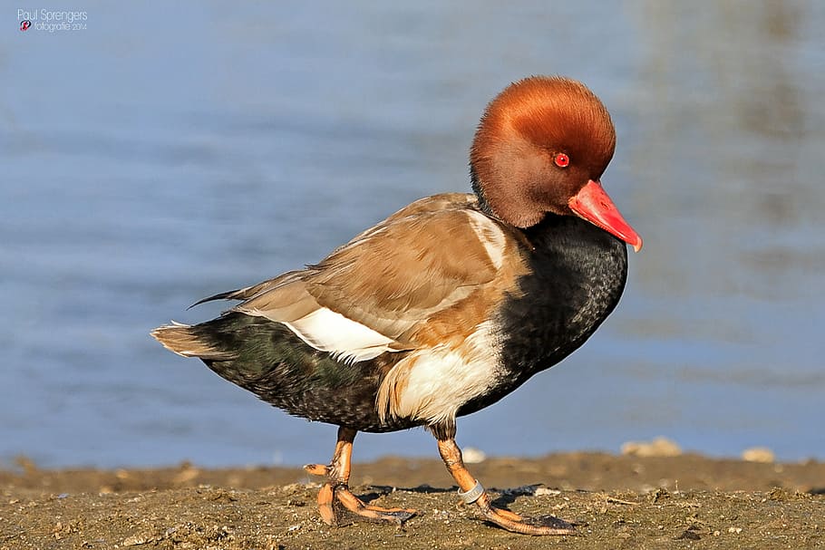 duckling standing on shore, red crested pochard, water, zoo, bird