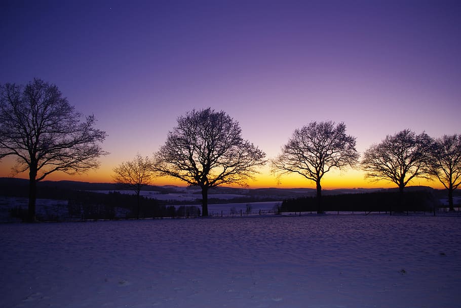silhouette photography of five dried trees during sun set, winter HD wallpaper