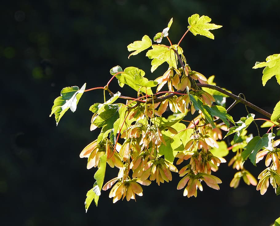 maple, leaves, seed capsules, spring, tree, nature, pastellfarben HD wallpaper