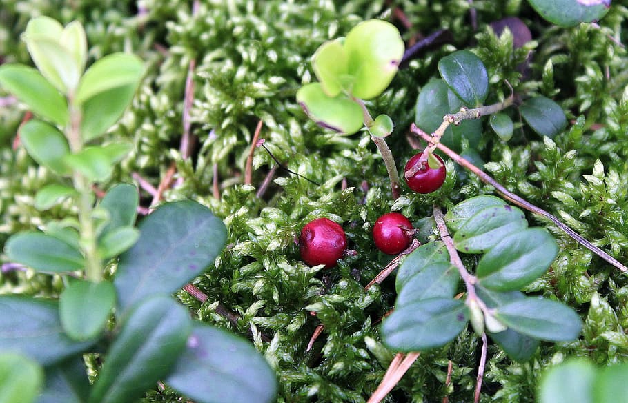 bilberry, forest, fruit, berries, natural food, nature, blueberries HD wallpaper