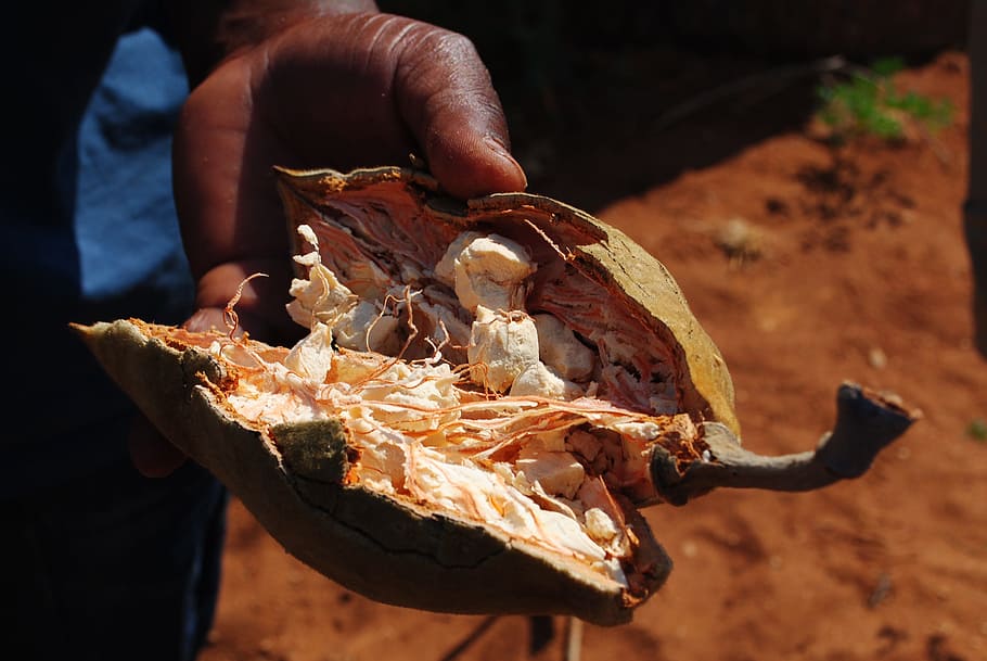 Baobab, Fruit, Baobab Fruit, Eat, Africa, human body part, reptile HD wallpaper