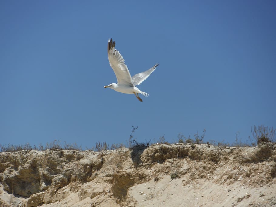 seagull, bird, beach, flying, animals in the wild, animal wildlife HD wallpaper
