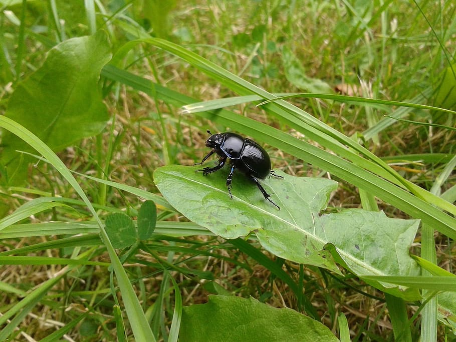 Dung Beetle, Insect, Nature, animal, fauna, leaf, green, animal themes HD wallpaper