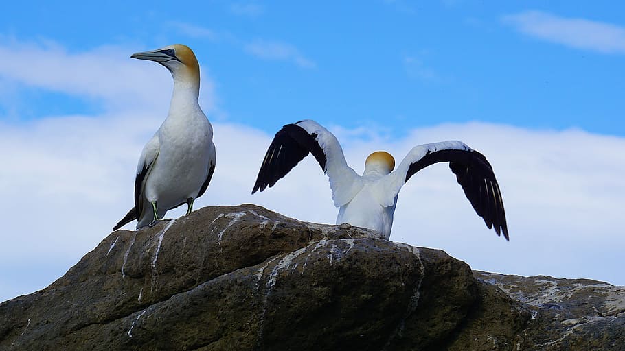Gannets at Cape Kidnappers, low angle photography of two gannets perching on rock HD wallpaper