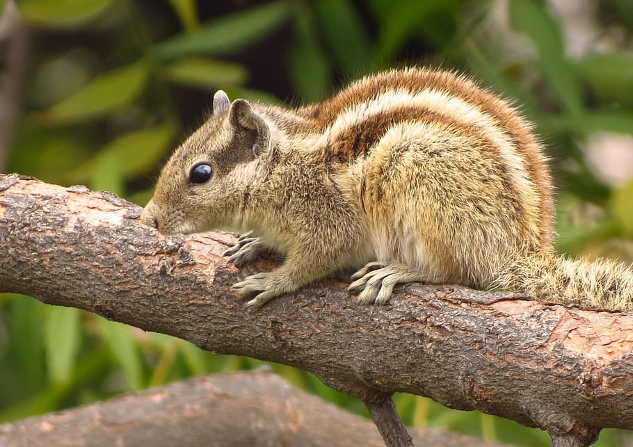 animal, squirrel, animal wildlife, mammal, one animal, animals in the wild HD wallpaper