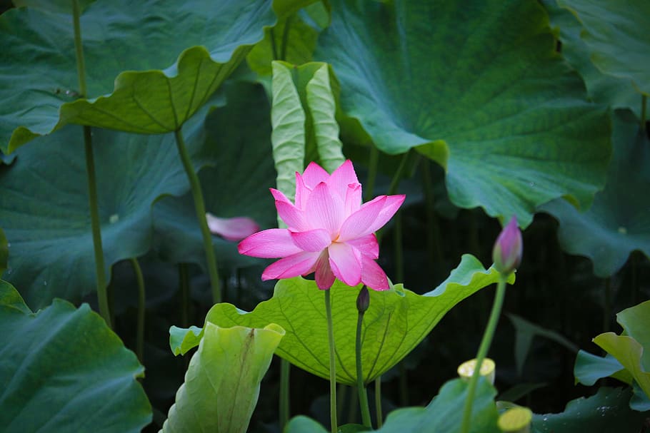 selective focus of pink flower, lotus, scenery, flowering plant HD wallpaper