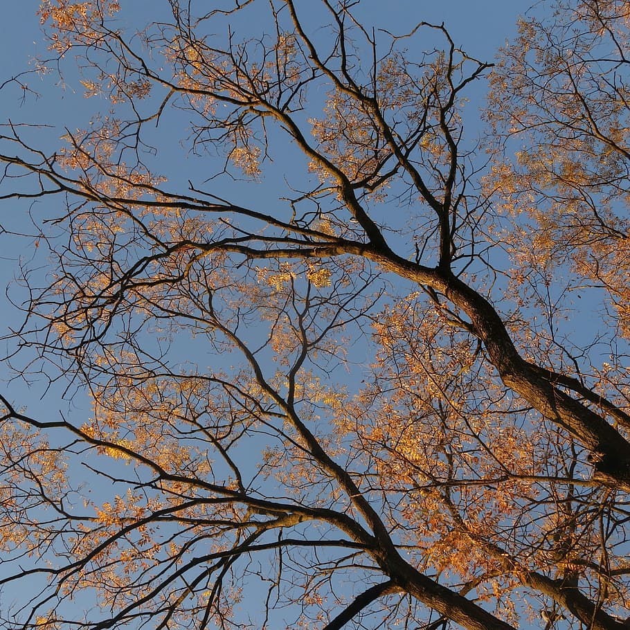 aesthetic, autumn, leaves, fall foliage, tangle, branches, ash