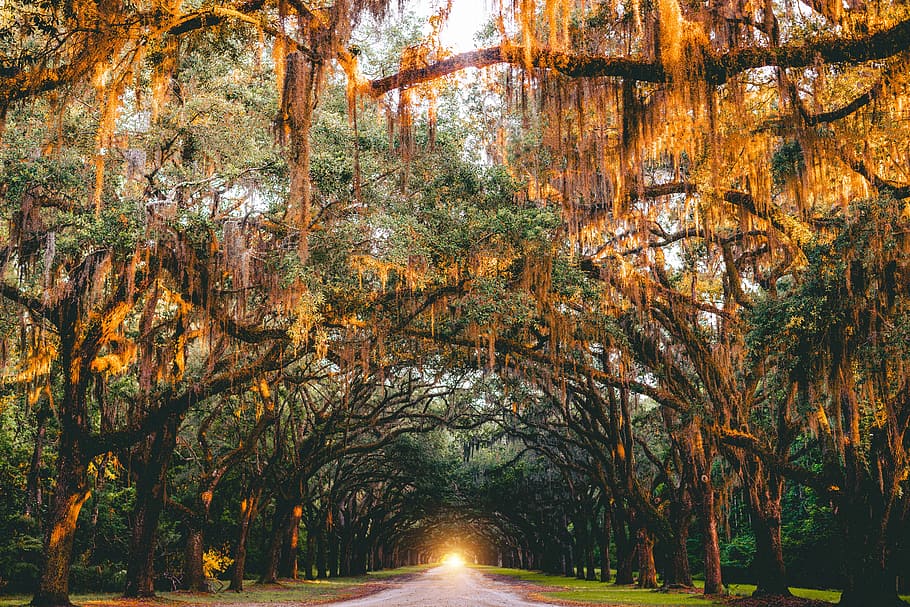 landscape photography of pathway between trees, pathway surrounded by trees during daytime HD wallpaper