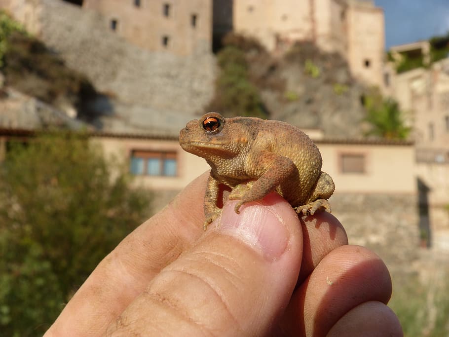 toad, sapito, batrachian, hand, breeding, bufo bufo, rough skin HD wallpaper