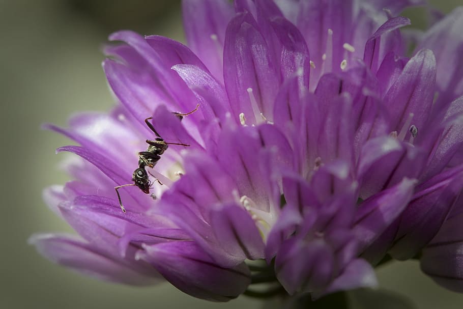 ant, insect, nature, flower, flowering plant, freshness, beauty in nature HD wallpaper