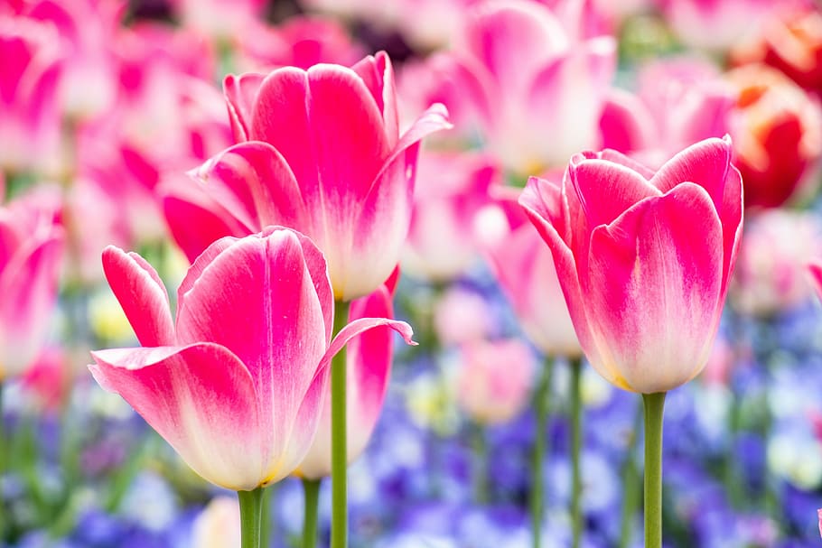 tulip, rosa, spring, flower, stem, petals, flowering plant HD wallpaper