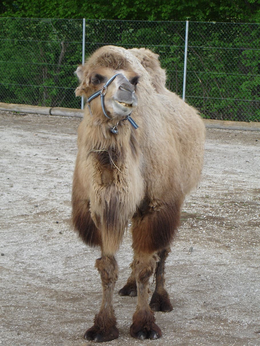 dromedary, camel, camelus dromedarius, animal themes, mammal HD wallpaper