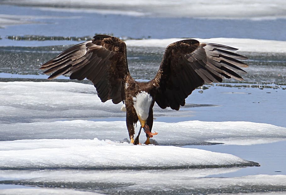 bald eagle, eating, prey, raptor, bird, nature, snow, winter HD wallpaper