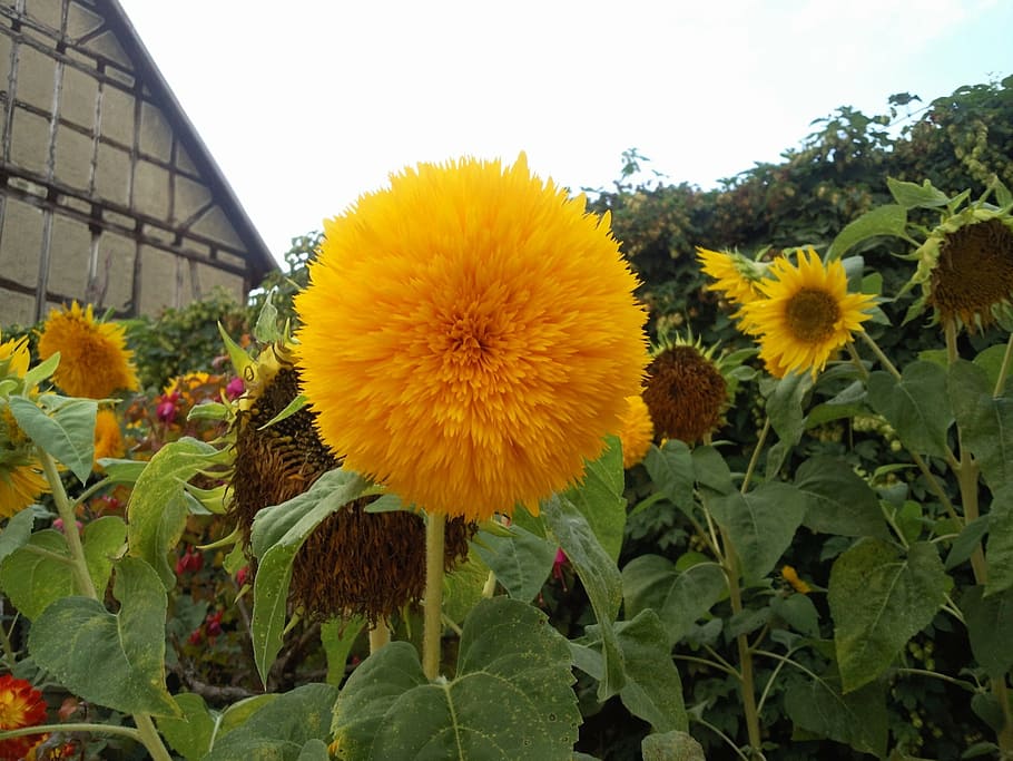 sun flower, landscape, nature, plant, flowering plant, growth HD wallpaper