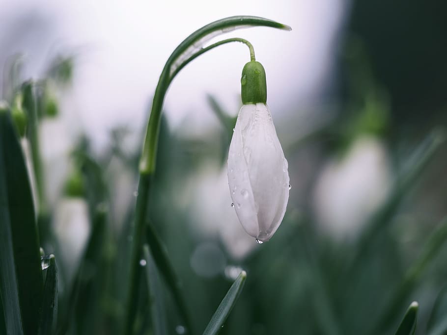 shallow focus photography of white tulips, shallow photograph of white flower HD wallpaper
