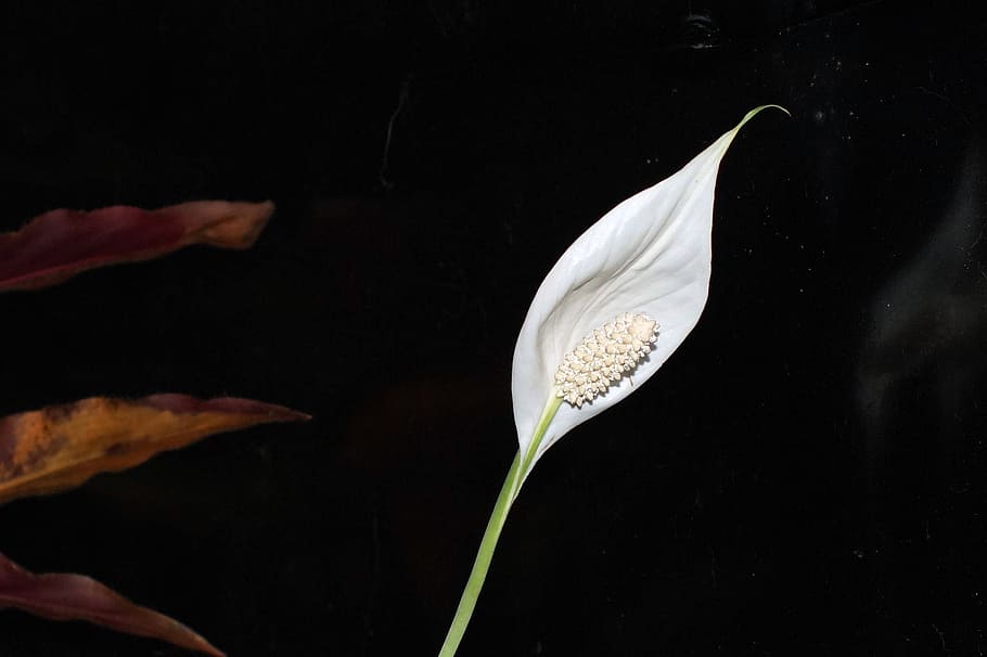 flower, plant, macro, white, flora, flowers, beauty in nature HD wallpaper