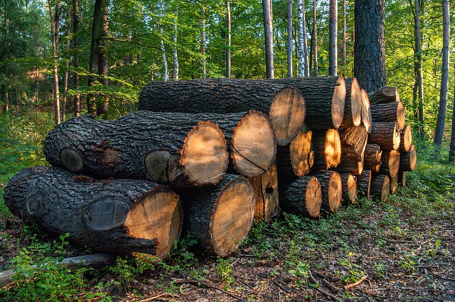 tree, then, forest, nature, tree trunks, wood, logs, sloping trees HD wallpaper