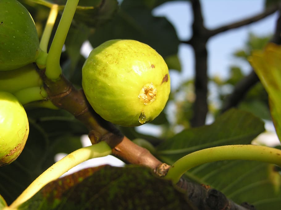 fig, fruit, sweet, tree, plant, mediterranean, fruits, healthy eating HD wallpaper