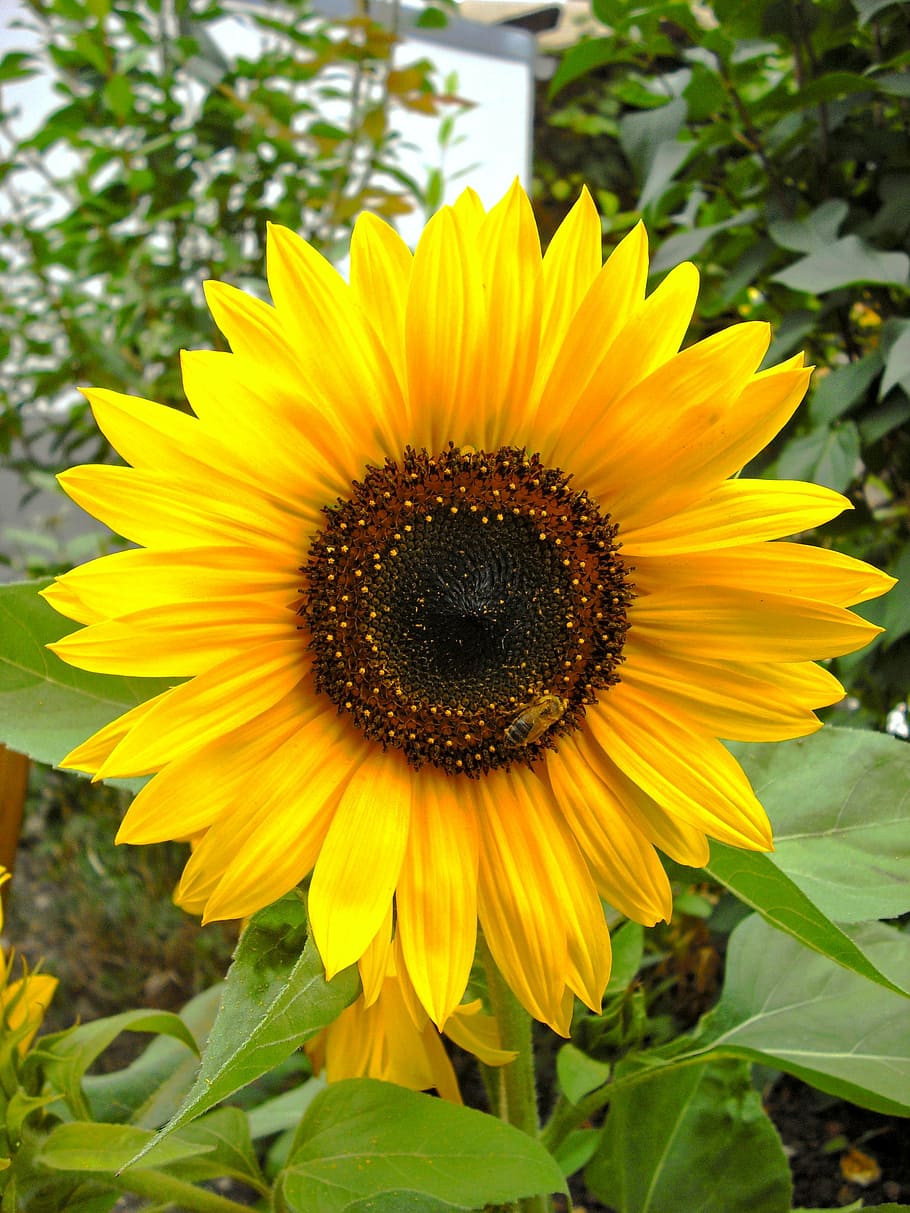 Public Domain. sun flower, garden, helianthus, plant, yellow, flowering pla...