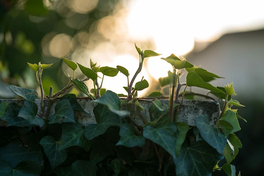 green vines on wall, closeup photo of green leafed plant, climber HD wallpaper
