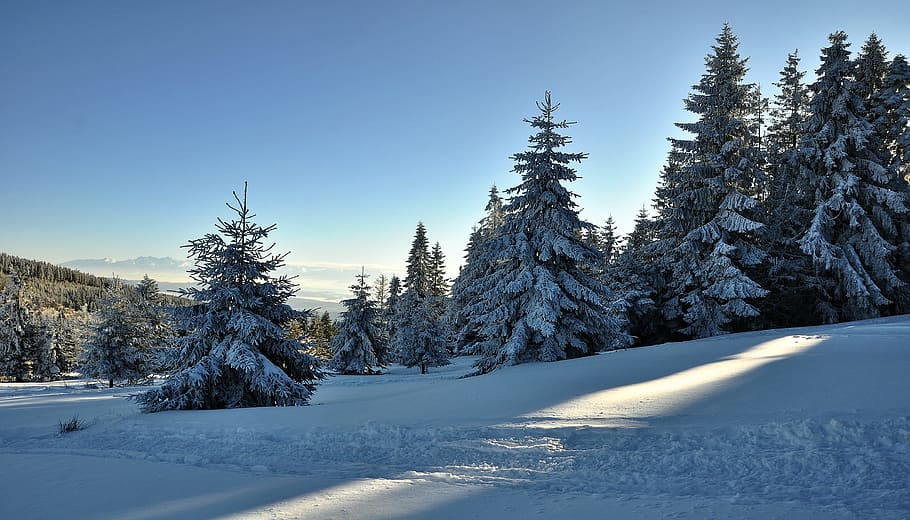 snow cover trees during near mountain, landscape, mountains HD wallpaper
