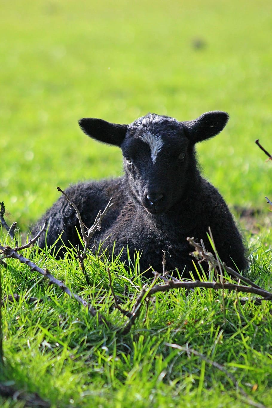 Spring, Lambs, Sheep, black fur, white forhead, spot, grass HD wallpaper