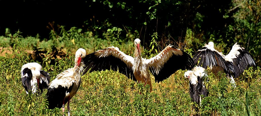 Storks, Fly, White Stork, Bird, birds, plumage, nature, animals HD wallpaper