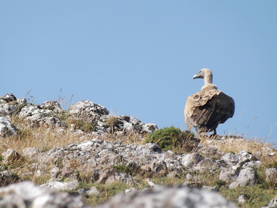 Mountain, Vulture, Nature, bird, animals in the wild, animal wildlife HD wallpaper