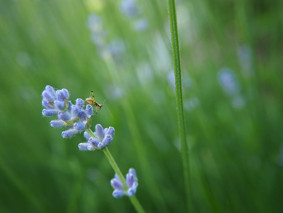 lavender, grasshopper, close, flower, insect, garden, nature HD wallpaper