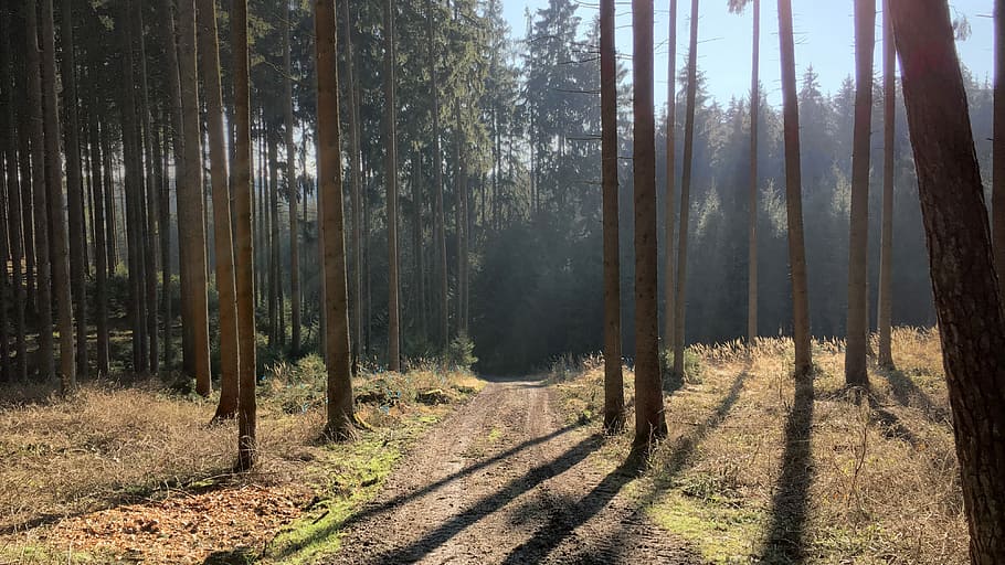 Forest, Tree, Landscape, Nature, Hill, niederbayern, shadow play HD wallpaper