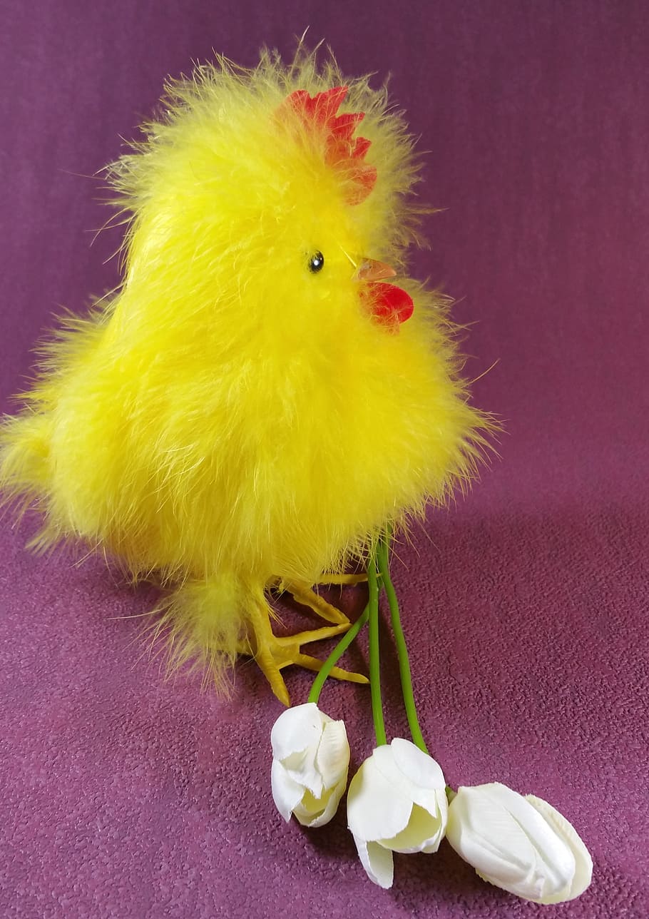 easter, chicks, chicken, hahn, cute, tulips, indoors, bird HD wallpaper