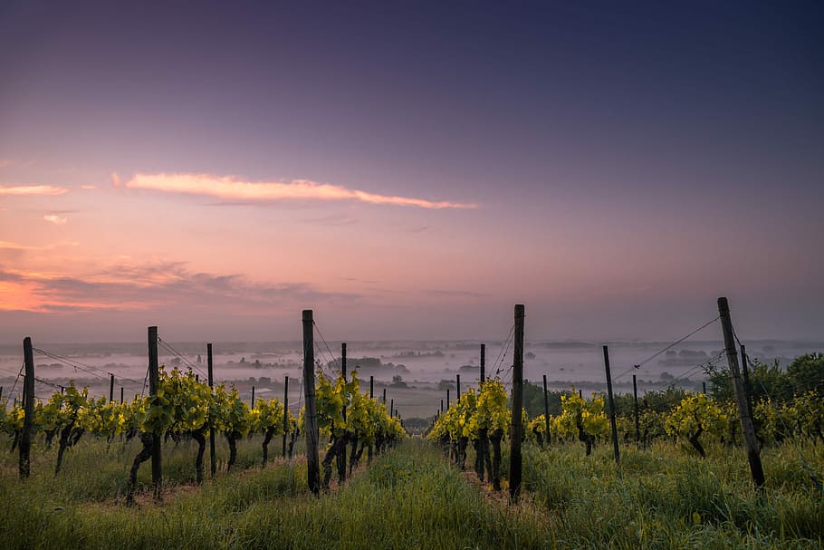 photography of green grass field with plants, field of grapes near green grass HD wallpaper