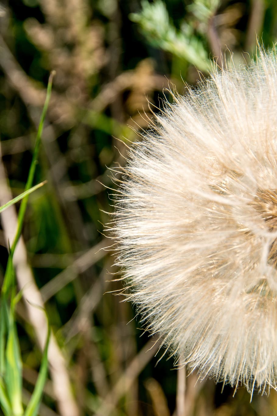 Sunlight, Blow, White, park, green, landscape, nature, bloom HD wallpaper