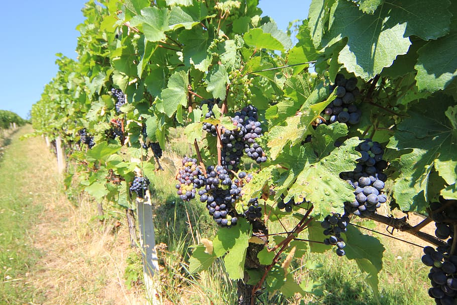 grapes, harvest, fruit, winegrowing, autumn, grapevine, growth HD wallpaper