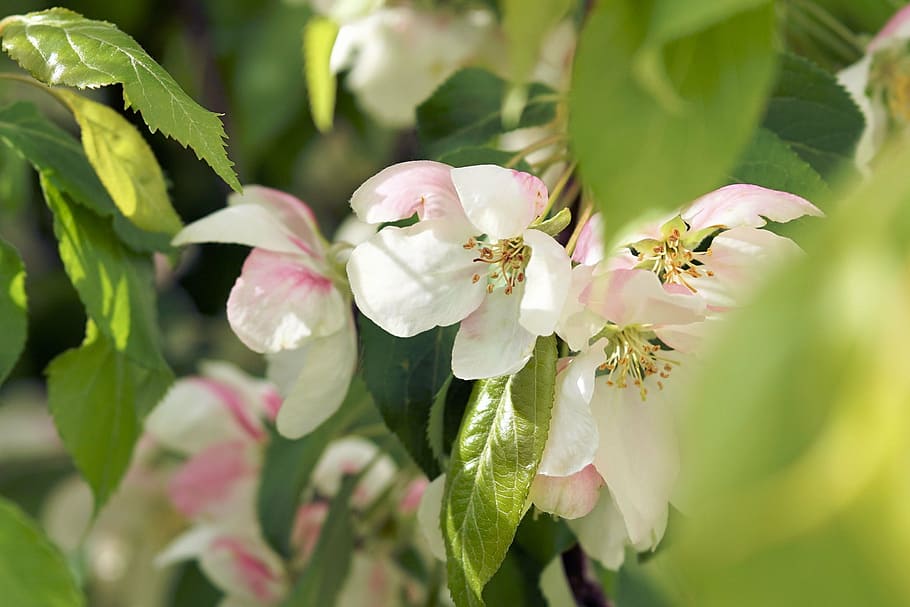 flowers, spring, plant, tree, nature, green, garden, leaf, petal HD wallpaper